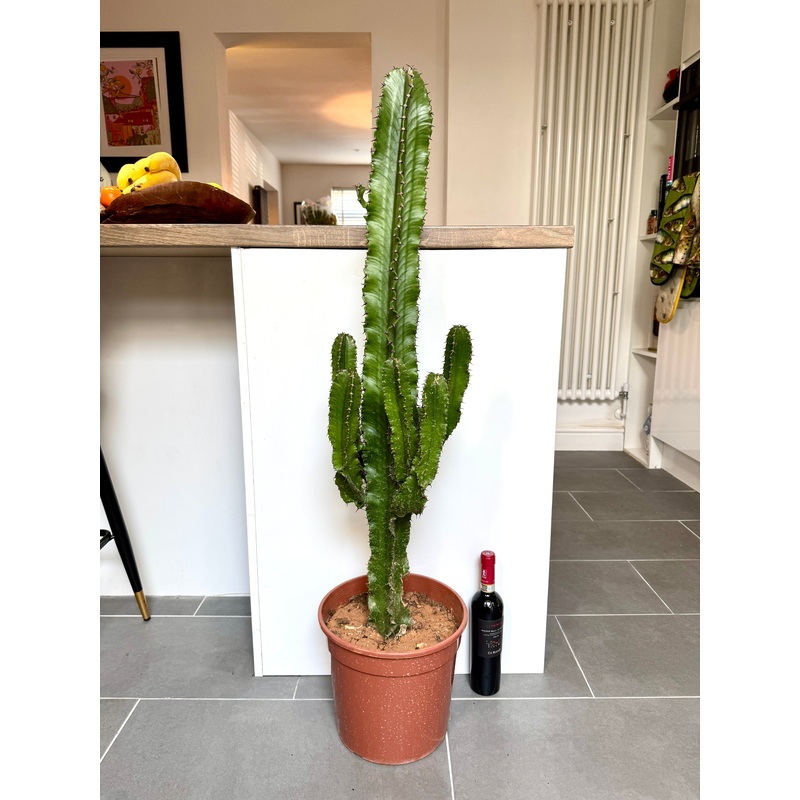 120cm Euphorbia Erytrea Cactus