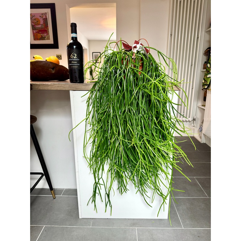 120cm hanging Rhipsalis Kierbergii