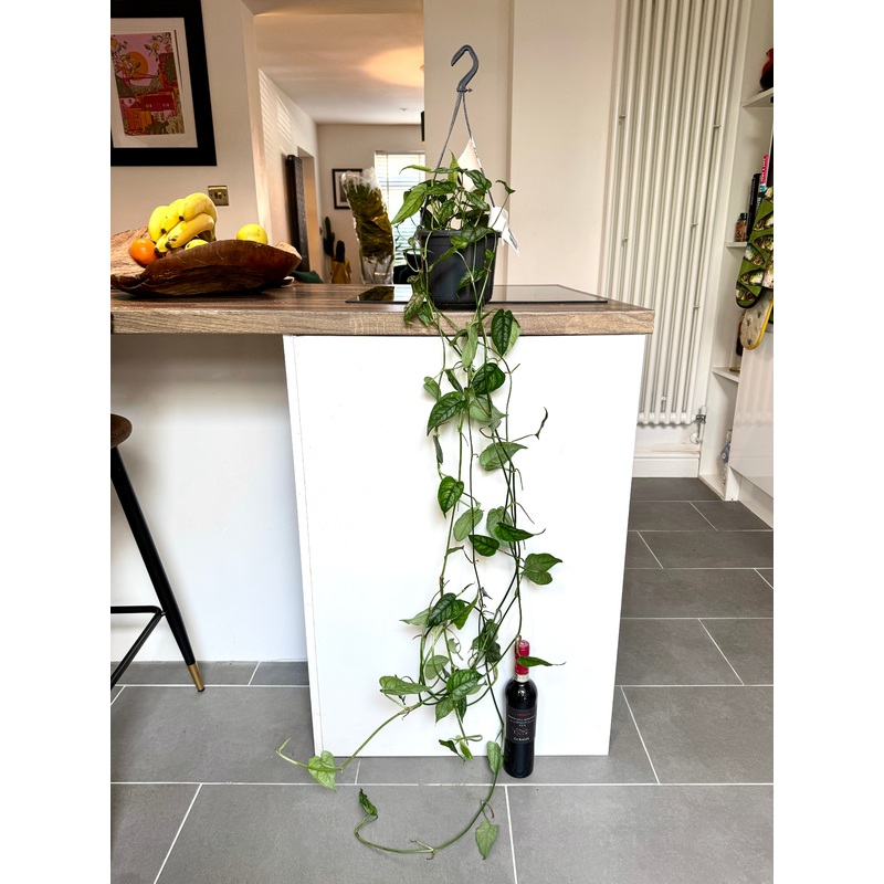120cm Monstera Siltepecana