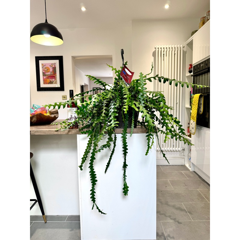 130cm Epiphyllum Anthonyanus (Fishbone Cactus)
