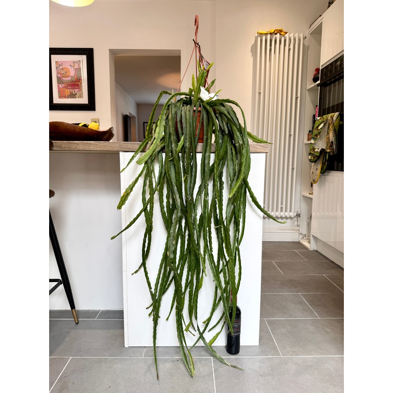 130cm Hanging Lepismium Cruciforme