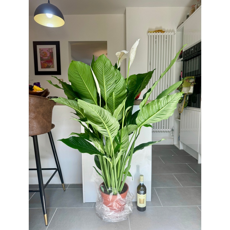 140cm Giant Peace Lily