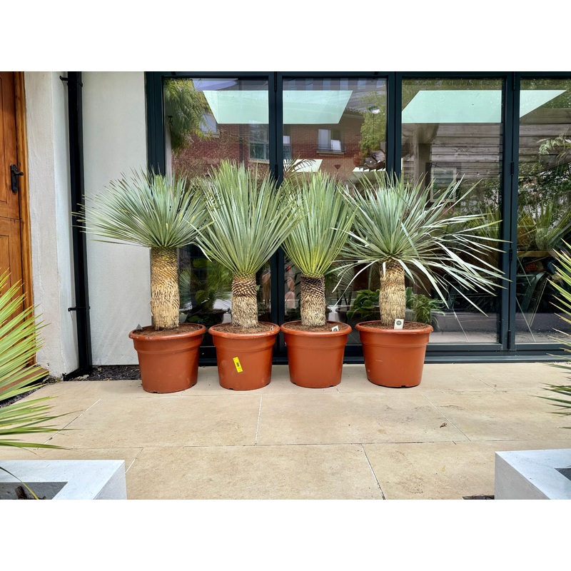 140cm Yucca Rostrata – Outdoor UK Winter hardy