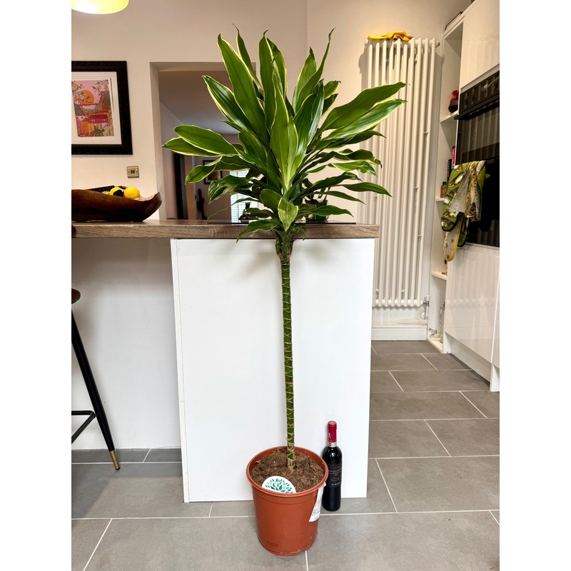 150cm Dracaena Golden Coast