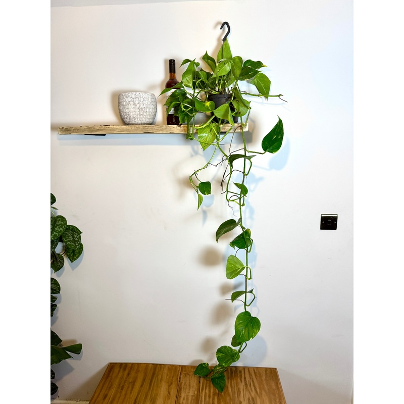 150cm Giant Devils Ivy