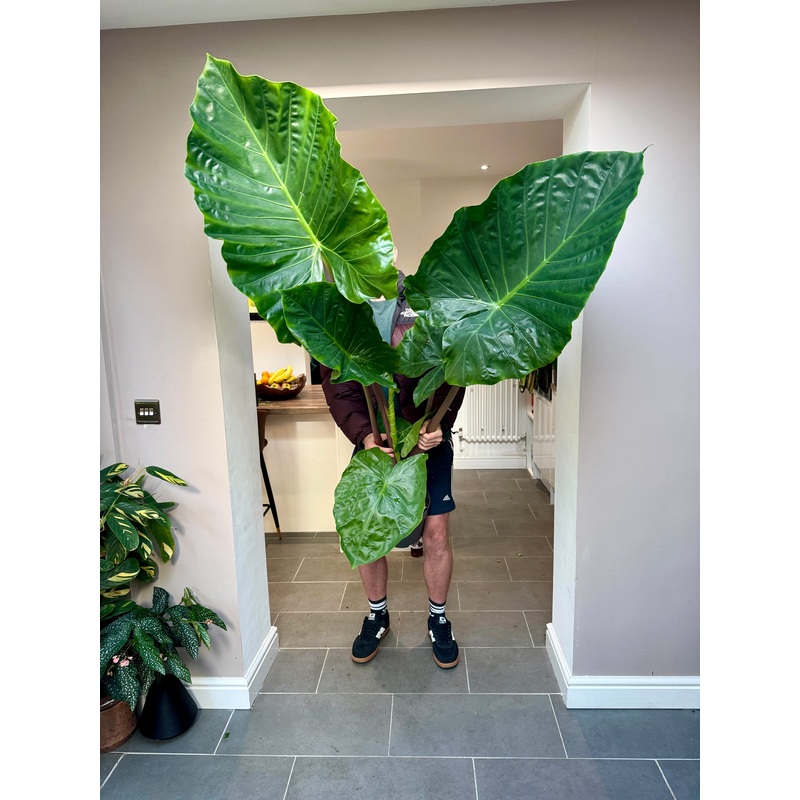 170cm Alocasia Imperial Red