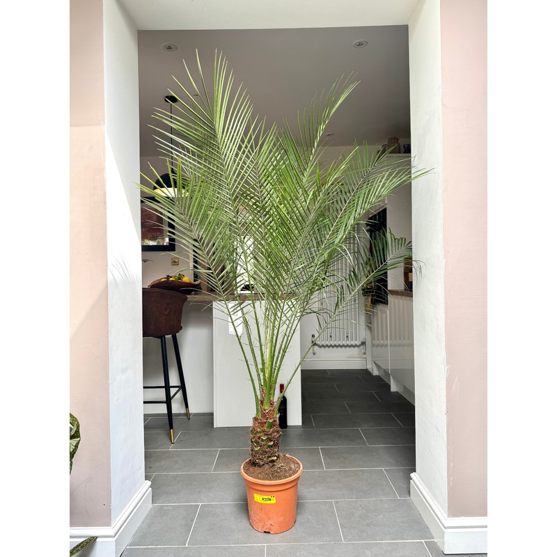170cm Phoenix Roebelenill (Pygmy Date Palm)