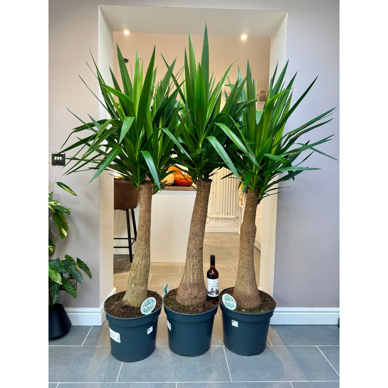 170cm Yucca Elephantipes