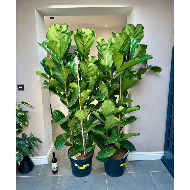 180cm Triple Stemmed Fiddle Leaf Fig (Ficus Lyrata)