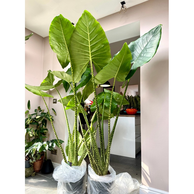 190cm Alocasia Zebrina