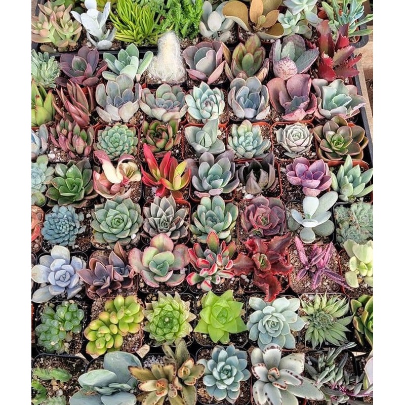 2  Succulent Collection|Full Flat -64 Plants|I/2 Flat -32Plants