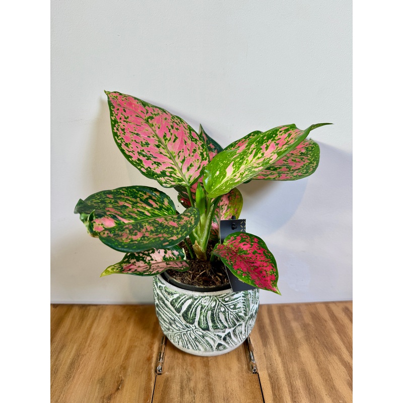 25cm Aglaonema Crimson Love