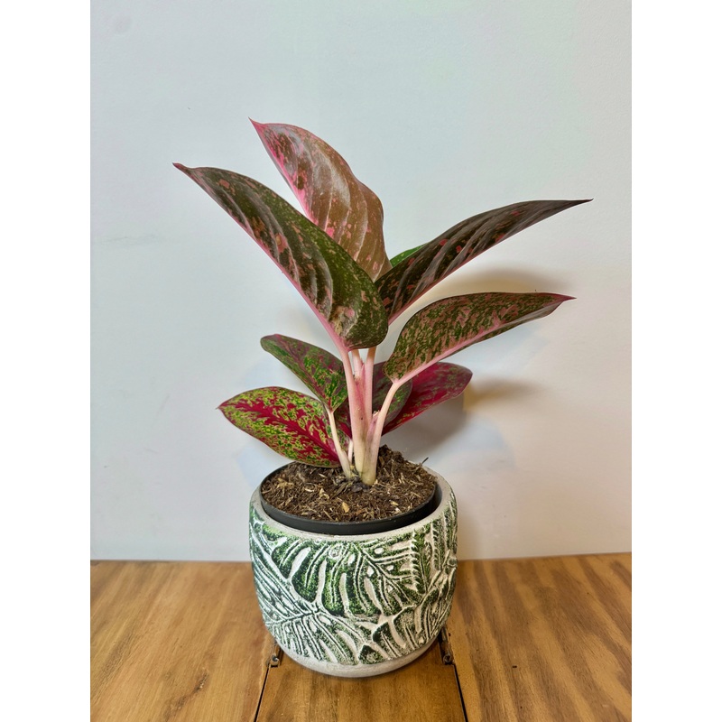 25cm Aglaonema Pink Sprinkles