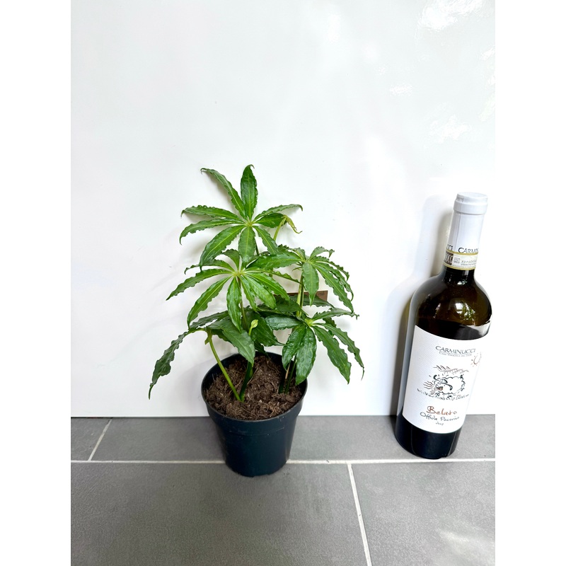 25cm Anthurium Polschistum