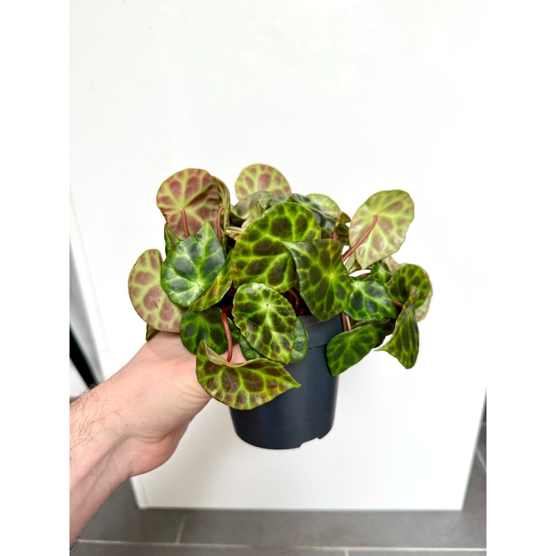 25cm Begonia Kingiana