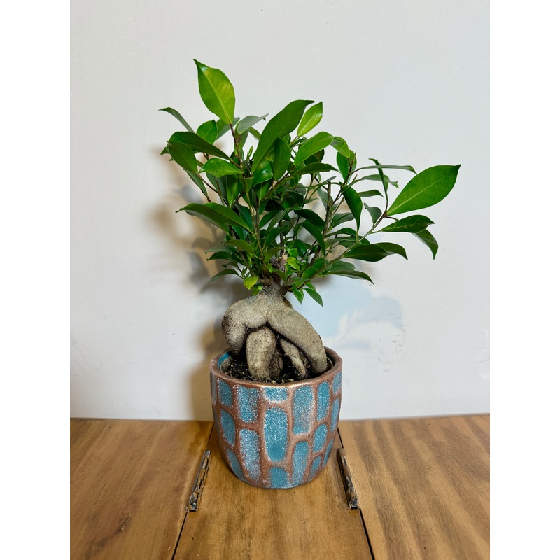 25cm Bonsai Ficus Ginseng in Ceramic Pot