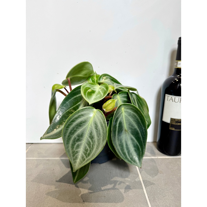 25cm Peperomia Sarcophylla
