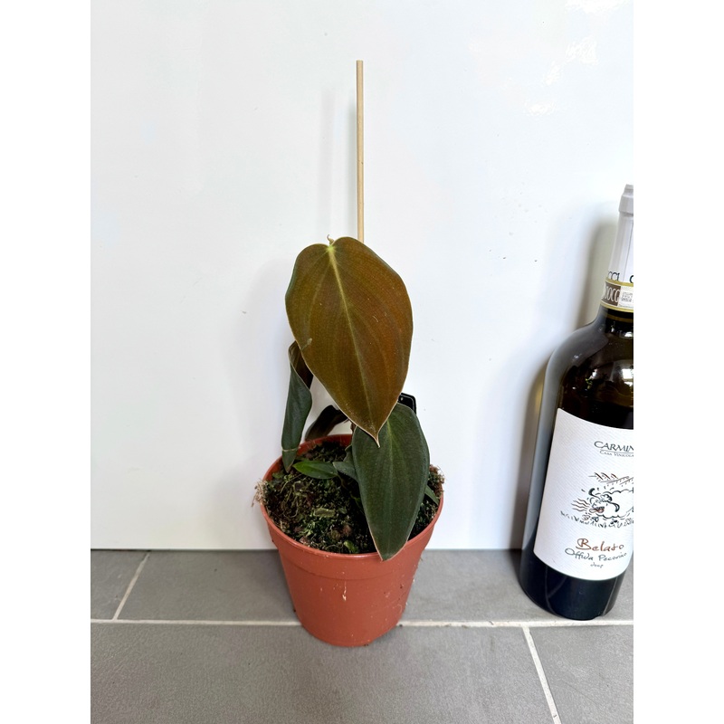 25cm Philodendron Gigas