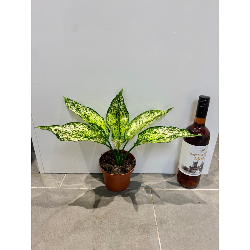 30cm Aglaonema Anyamanee White