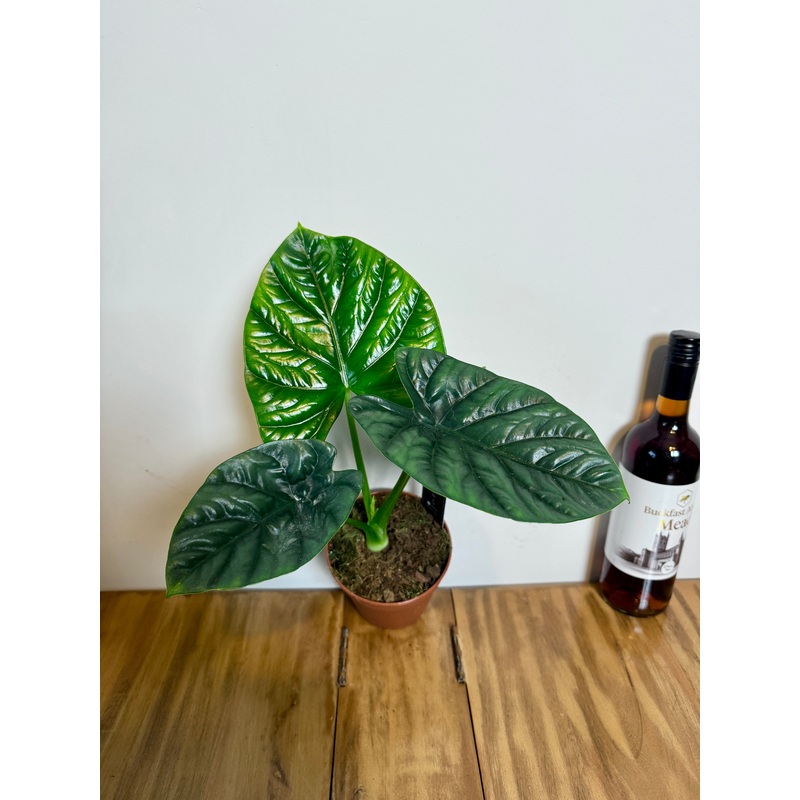 30cm Alocasia Lukiwan