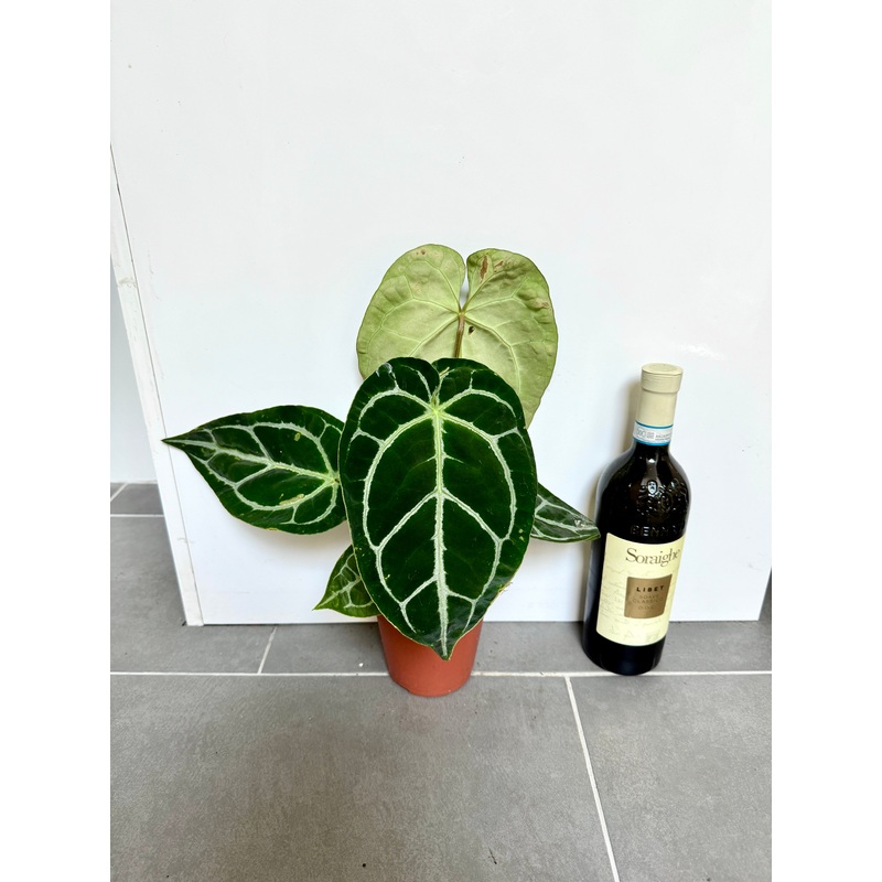 30cm Anthurium
