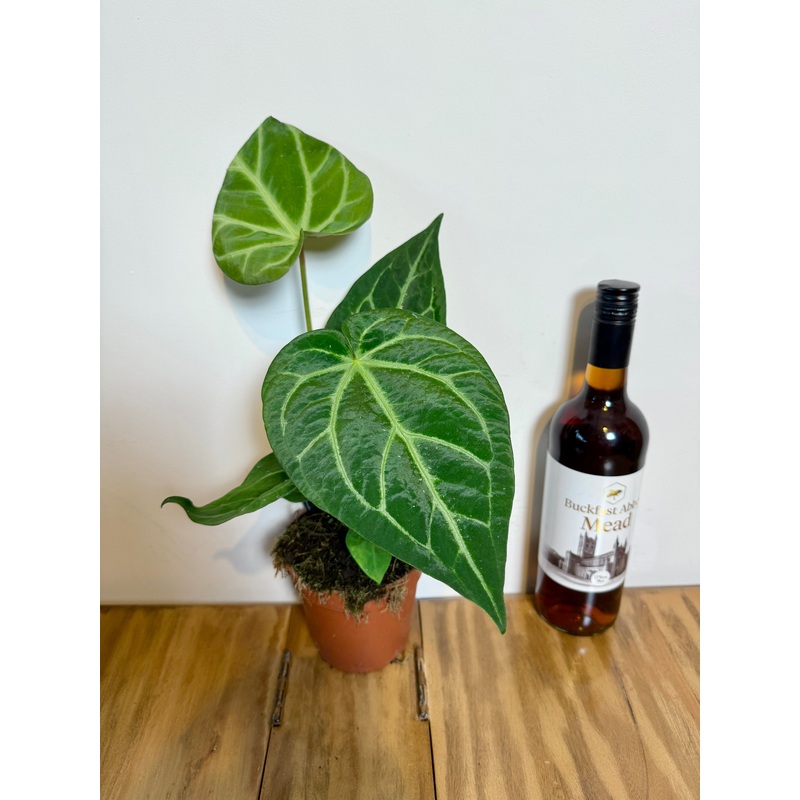 30cm Anthurium Magnificum