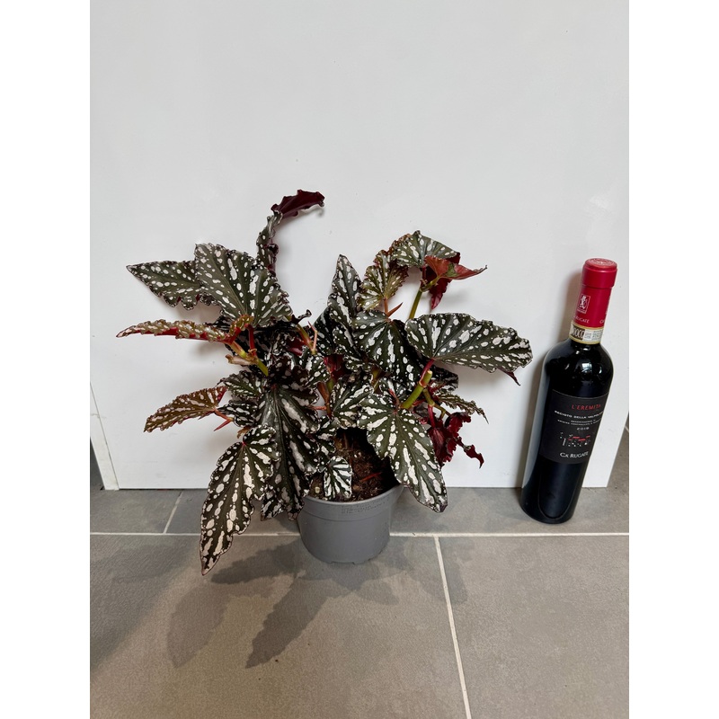 30cm Begonia Maculata Dark Form