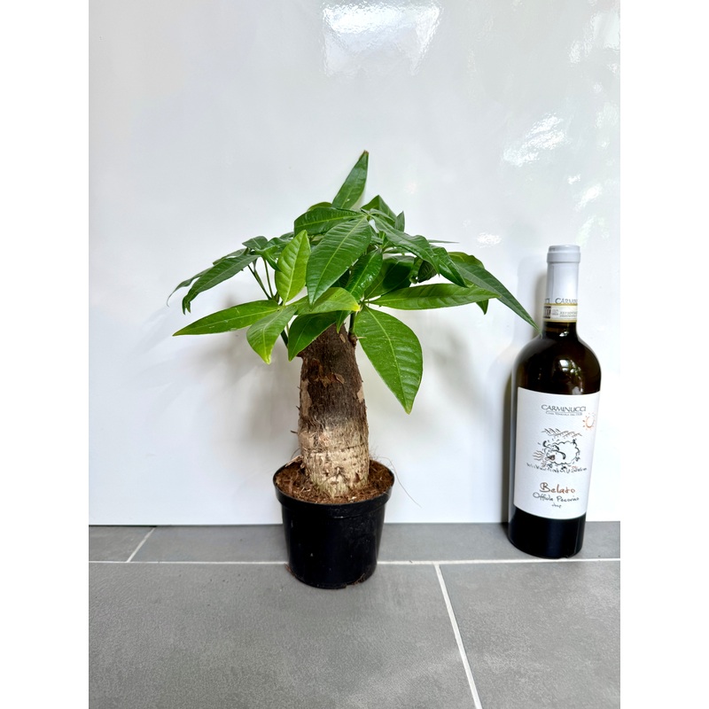 30cm Chunky Trunk Pachira Aquatica (Money Tree)
