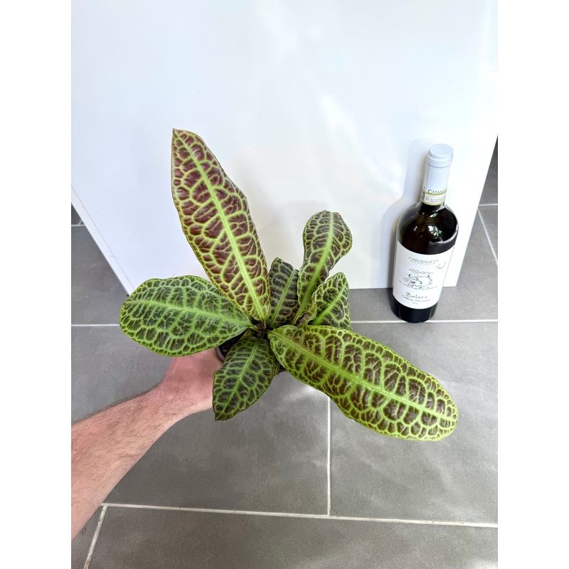 30cm Labisia Obtusifolia Kura Kura (Turtle Back Plant)