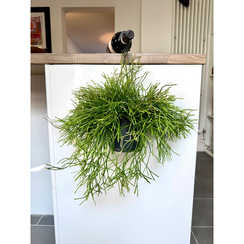 30cm Rhipsalis Easy Sweet