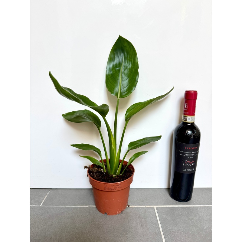 30cm Strelitzia Reginae (Orange Flowering Bird of Paradise)