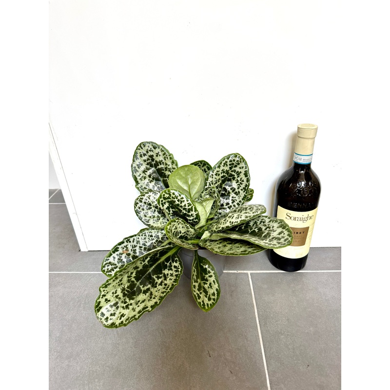 30cm Streptocarpus Pretty Turtle