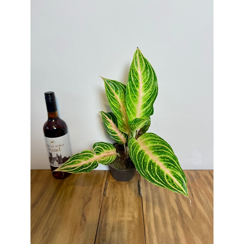 35cm Aglaonema Eyecatcher