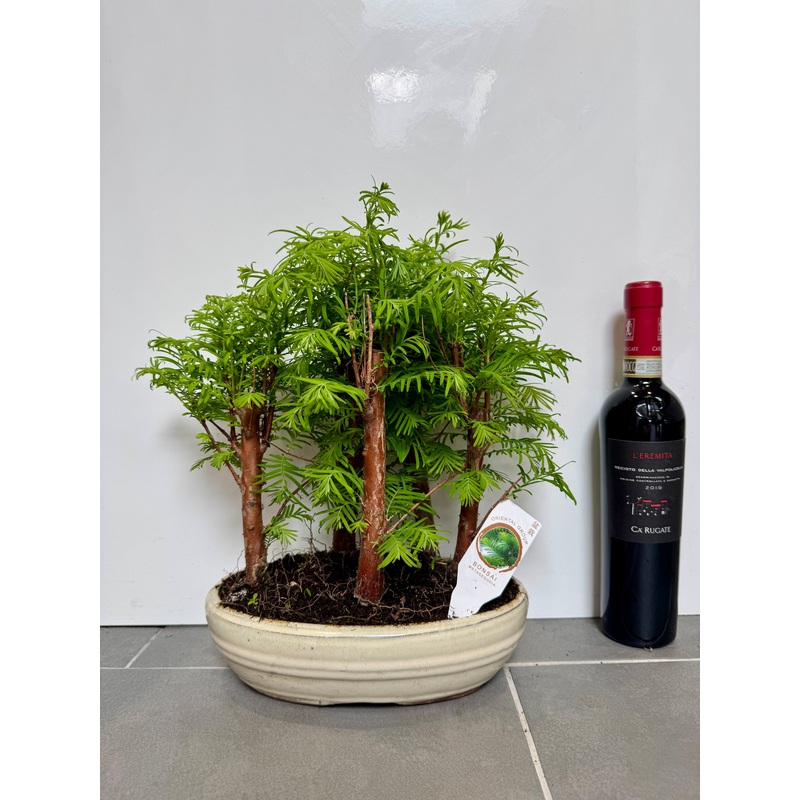 35cm Bonsai Metasequoia Forest