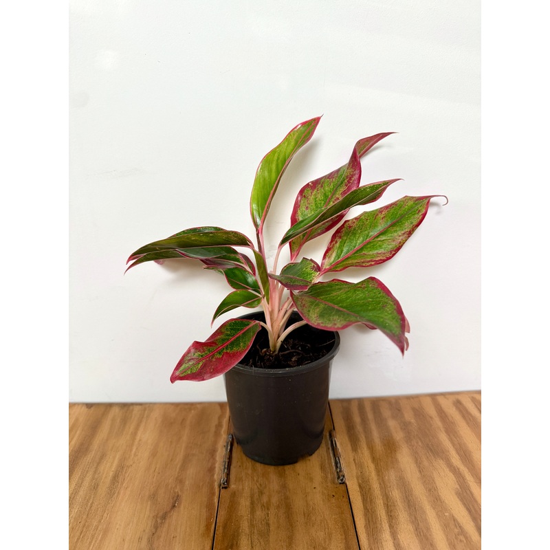 40cm Aglaonema Siam Red