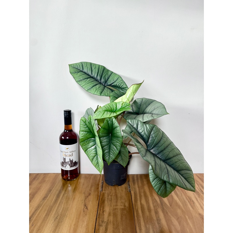 40cm Alocasia Platinum