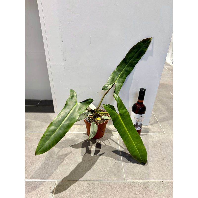 40cm Philodendron Atabapoense