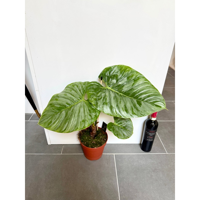 40cm Philodendron Sordiroi
