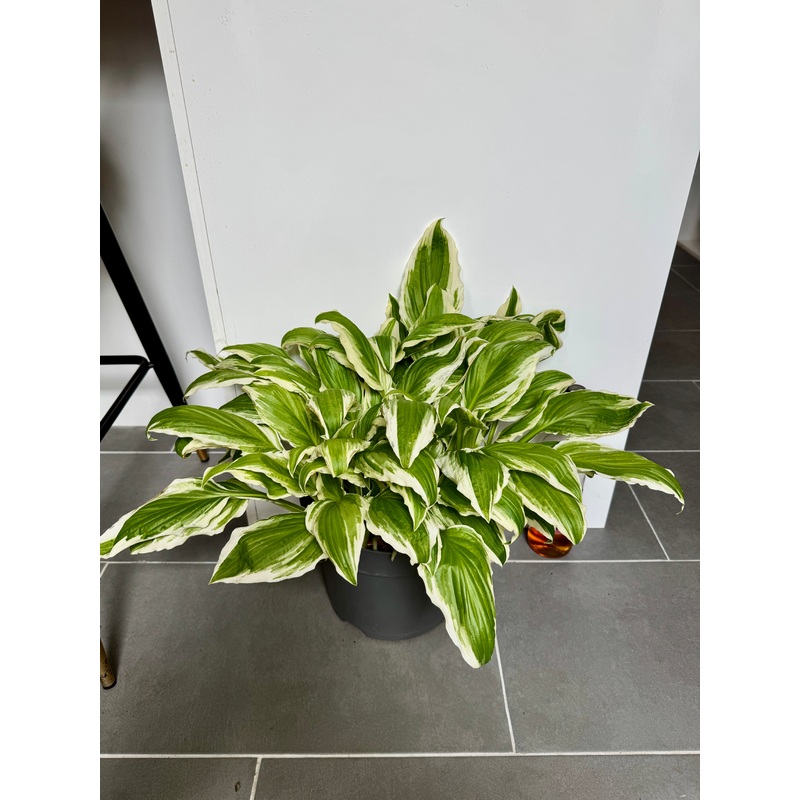 45cm Hosta