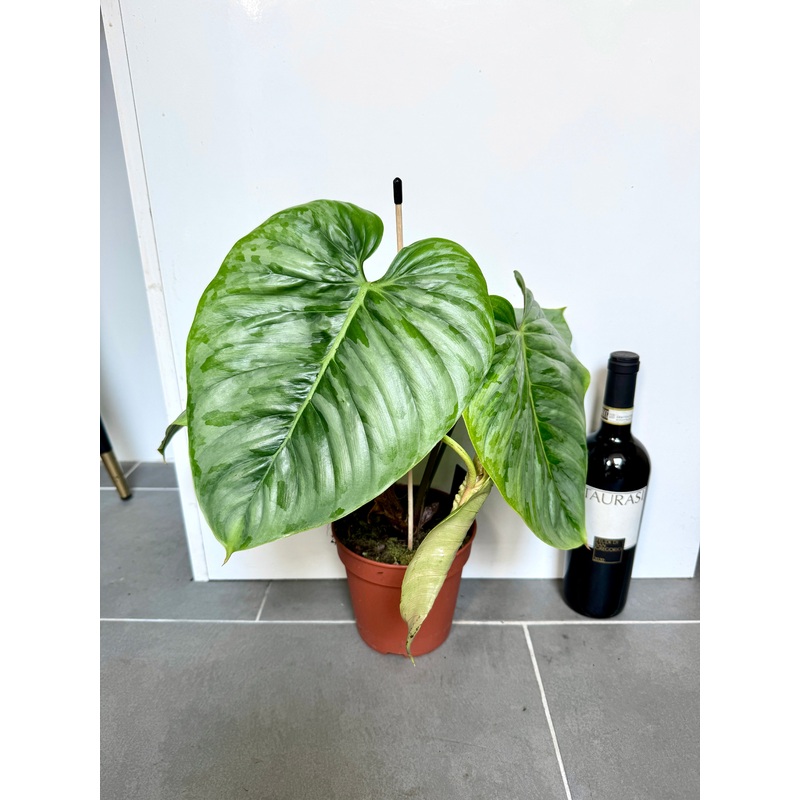 45cm Philodendron Soleirolii