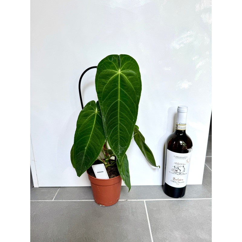 50cm Anthurium Queremalense