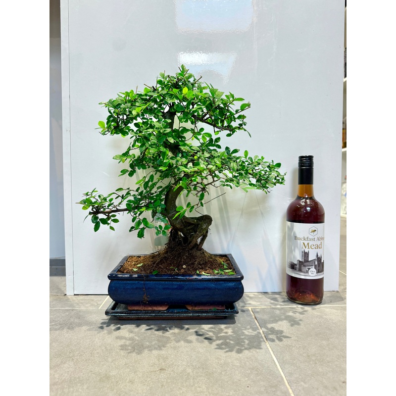 50cm Bonsai Tree in Ceramic Dish