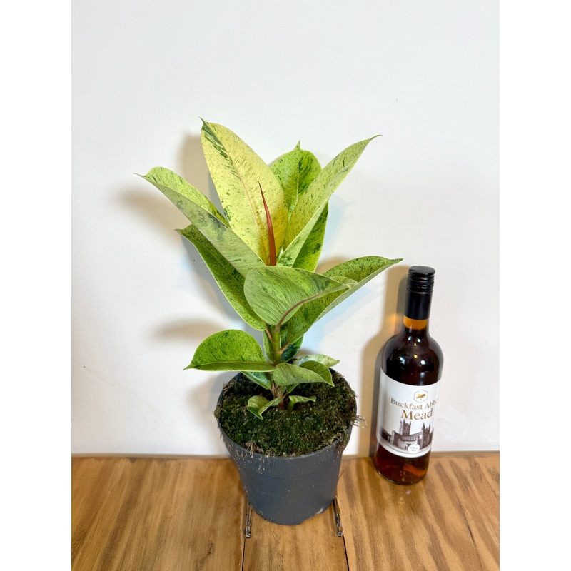 50cm Ficus Elastica Moonshine