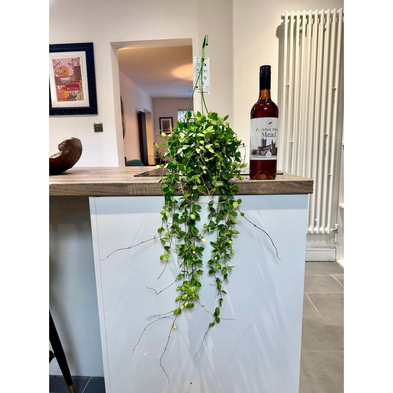 50cm Hoya Pubera