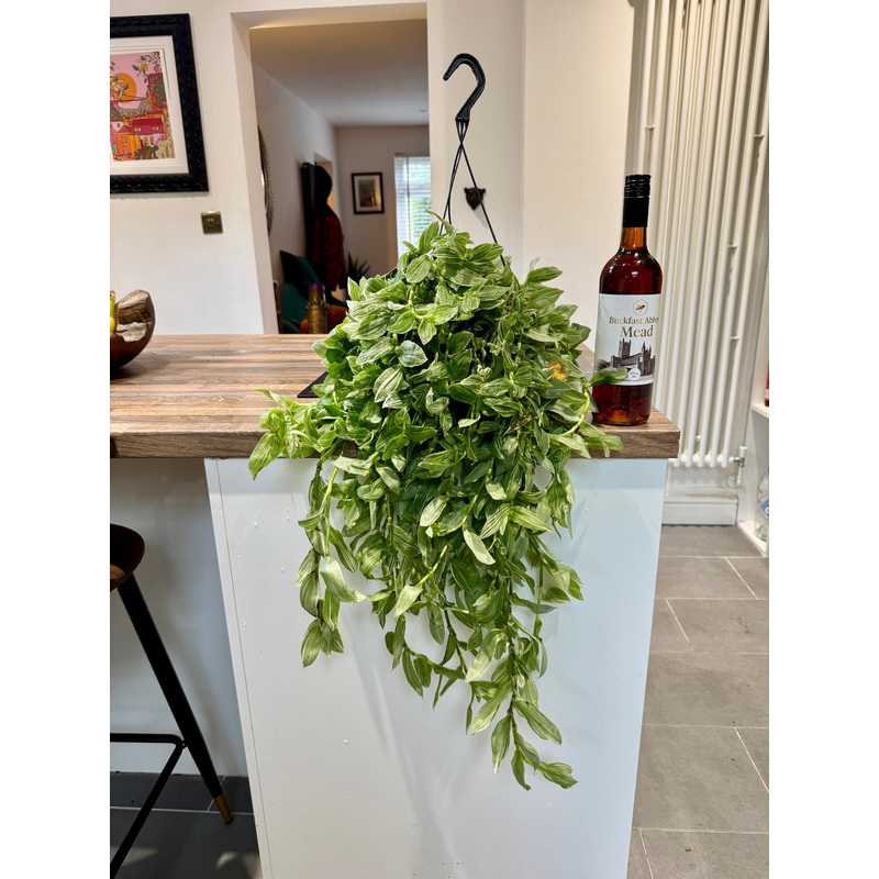 50cm Tradescantia Green