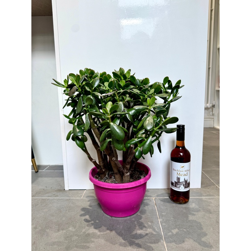 55cm Crassula Sunet (Jade / Money Plant)