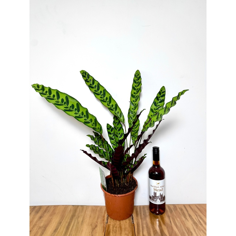 60cm Calathea Lancifolia (Rattlesnake Plant)