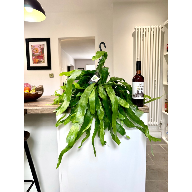 60cm Epiphyllum Pumilum