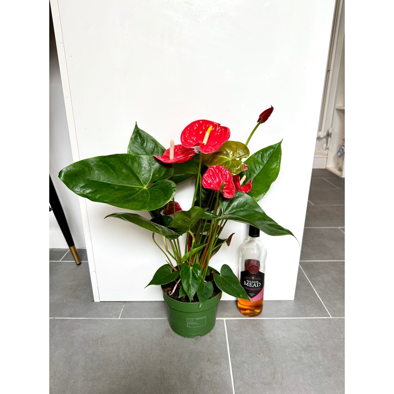 60cm Flowering Anthurium Andraeanum