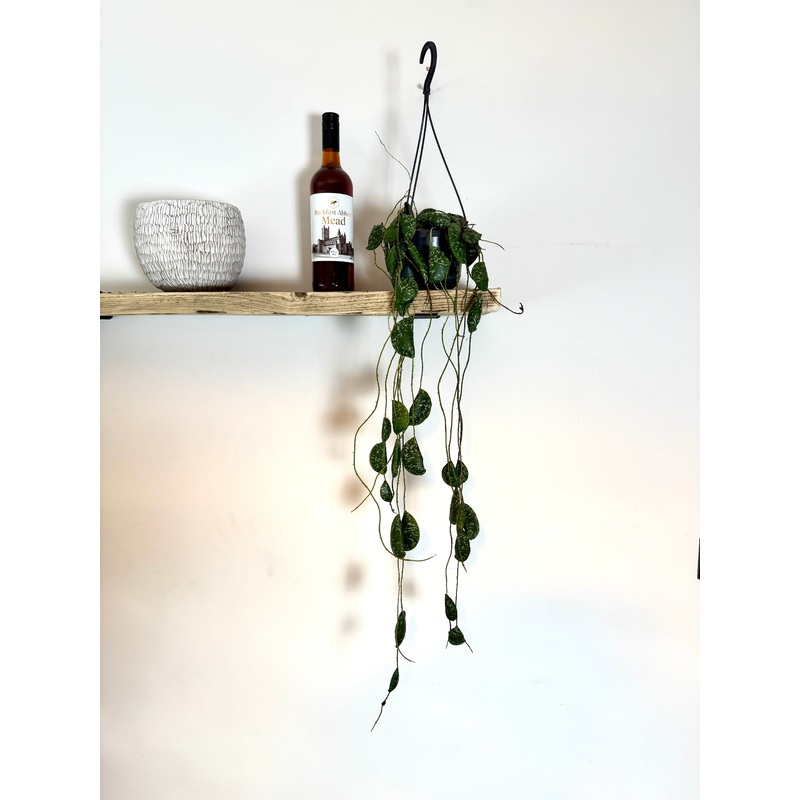 60cm Hoya Imbricata